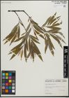 Foto von Salix gracilis Andersson